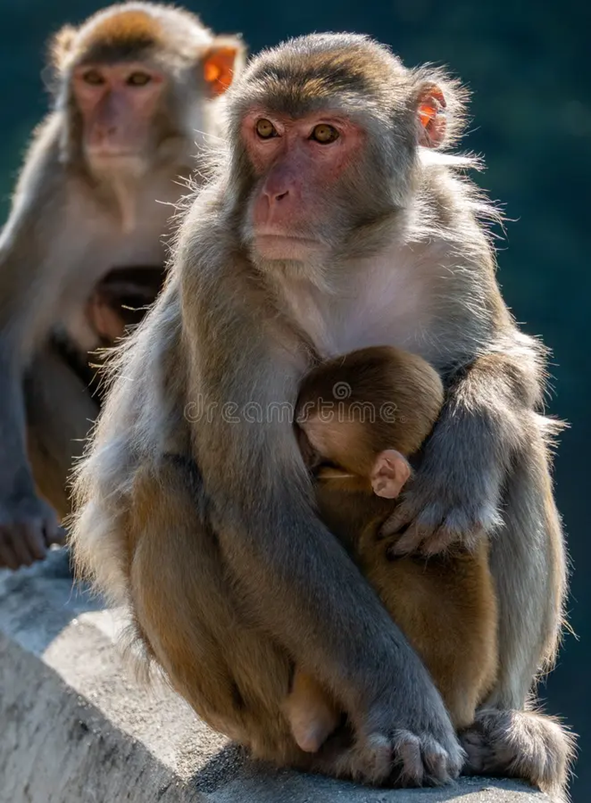 Comunidad de salvajes monos macacos en una excursión en el parque Kam Shan (Hong Kong) también conocido como Monkey Hill, fuente del contagio. Comunidad de salvajes monos macacos en una excursión en el parque Kam Shan (Hong Kong) también conocido como Monkey Hill, fuente del contagio.