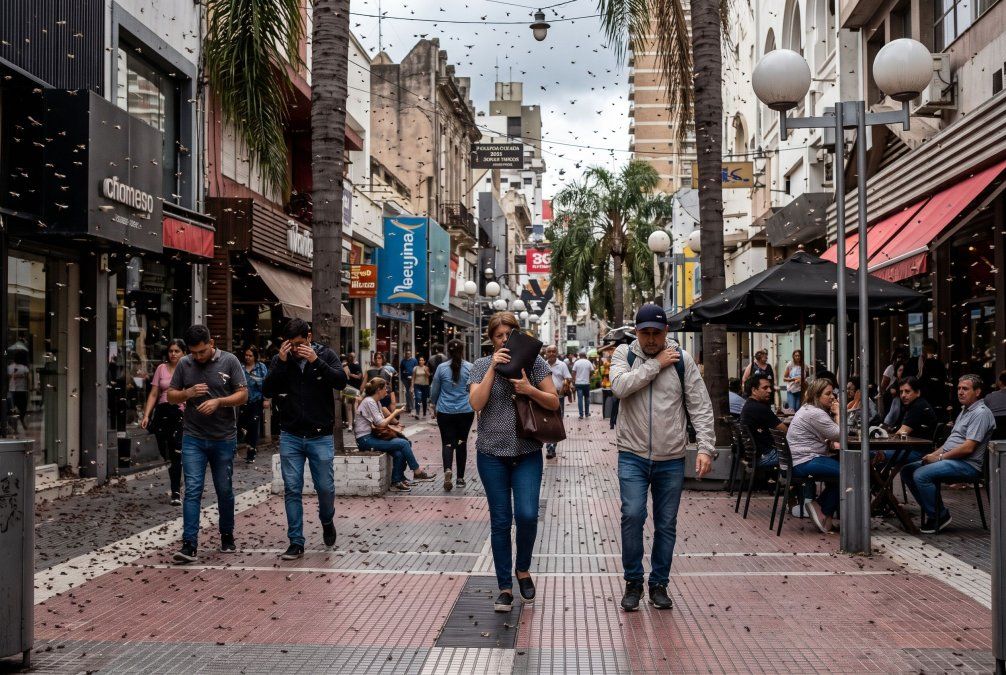 Cientos de hormigas voladoras aparecieron al mismo tiempo en un barrio de Rafaela, Santa Fe, y sorprendieron a los vecinos.