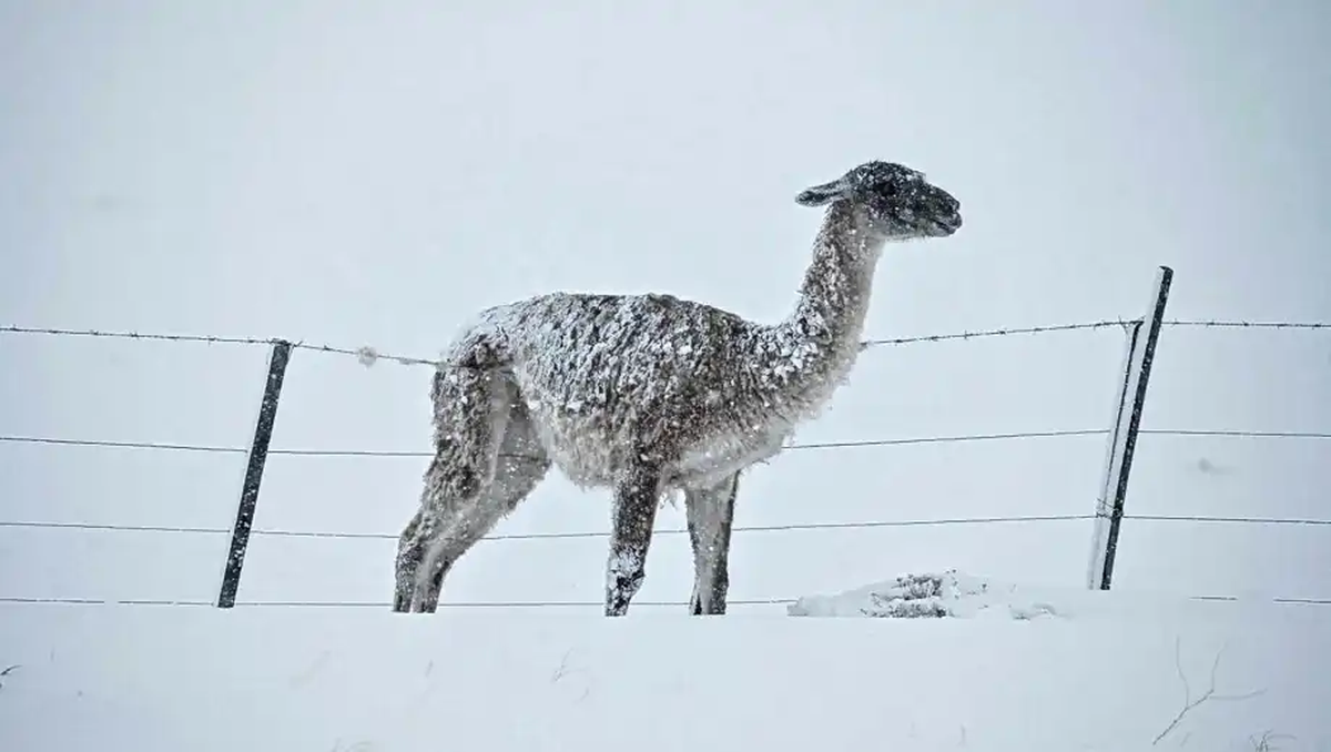 Foto: Horacio Barbieri en Diario Río Negro. Foto: Horacio Barbieri en Diario Río Negro.