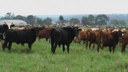 altText(Tirón de orejas al campo de una chacarera enojada)}