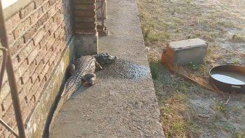 Un yacaré de 2 metros apareció en el patio de una Escuela de Corrientes el día de ayer. La policía ya llevó al reptil a una zona segura. Un yacaré de 2 metros apareció en el patio de una Escuela de Corrientes el día de ayer. La policía ya llevó al reptil a una zona segura.