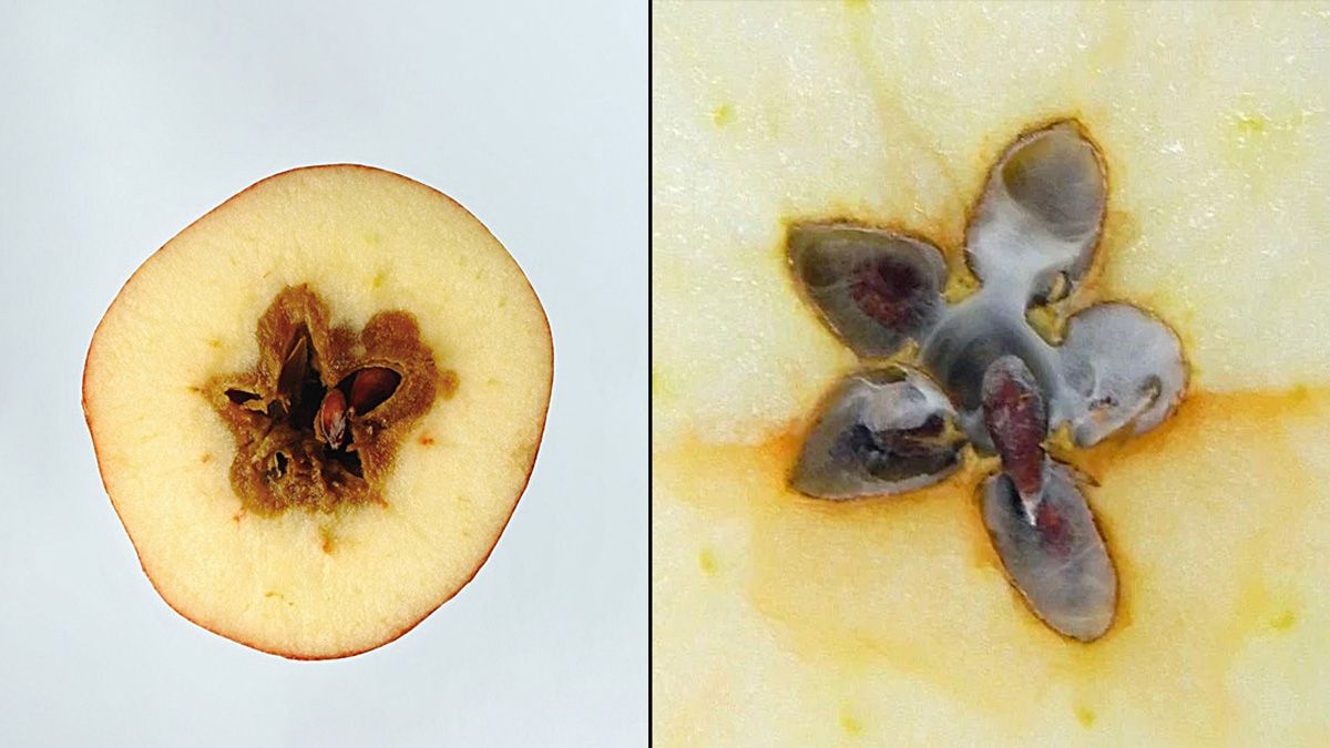 Manzanas afectadas por el hongo Alternaria (Foto: Exactas Comunicación).