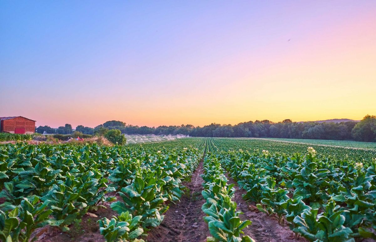 Cultivo de tabaco.