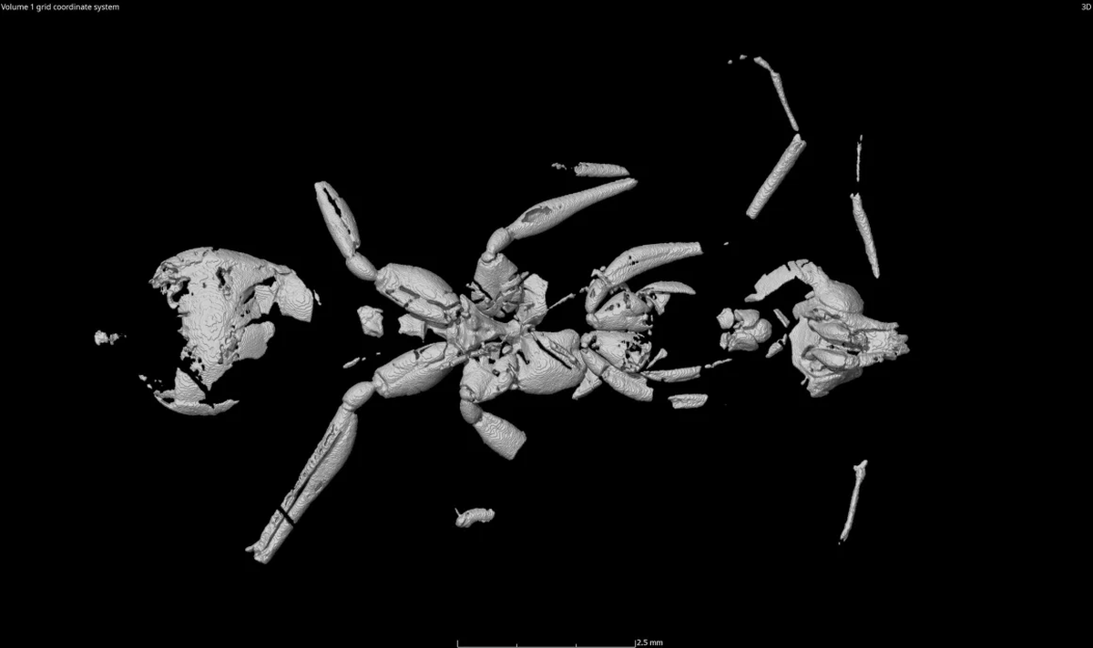 La Vulcanidris cratensis, como se la denominó, cazaba con mandíbulas en forma de cuchilla, diferentes a las modernas. Y gracias a imágenes en 3D, se descubrió que tenía alas venosas y mostraba una evolución muy avanzada para su época. La Vulcanidris cratensis, como se la denominó, cazaba con mandíbulas en forma de cuchilla, diferentes a las modernas. Y gracias a imágenes en 3D, se descubrió que tenía alas venosas y mostraba una evolución muy avanzada para su época.