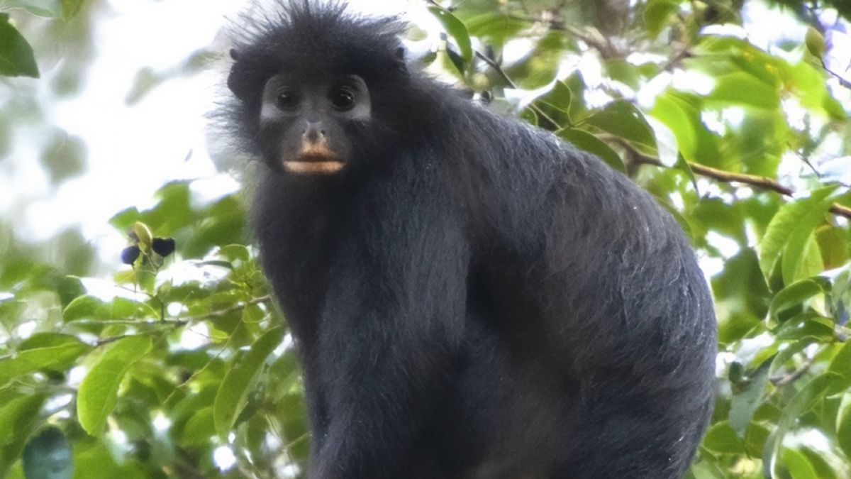 Colobus congoensis, el nuevo mono que a la ciencia le llama la atención. Colobus congoensis, el nuevo mono que a la ciencia le llama la atención.