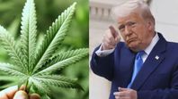 ¿Qué cambio hizo Donald Trump con la marihuana medicinal? ¿Qué cambio hizo Donald Trump con la marihuana medicinal?