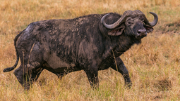 ¿Carne de búfalo para los argentinos?