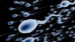 Un estudio ha identificado un tipo de alimento que deteriora el esperma. Un estudio ha identificado un tipo de alimento que deteriora el esperma.