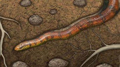 Nueva serpiente de la era de los dinosaurios causa impacto: Qué reveló