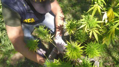 20 hectáreas de marihuana, la nueva cara de Grido y el reclamo docente
