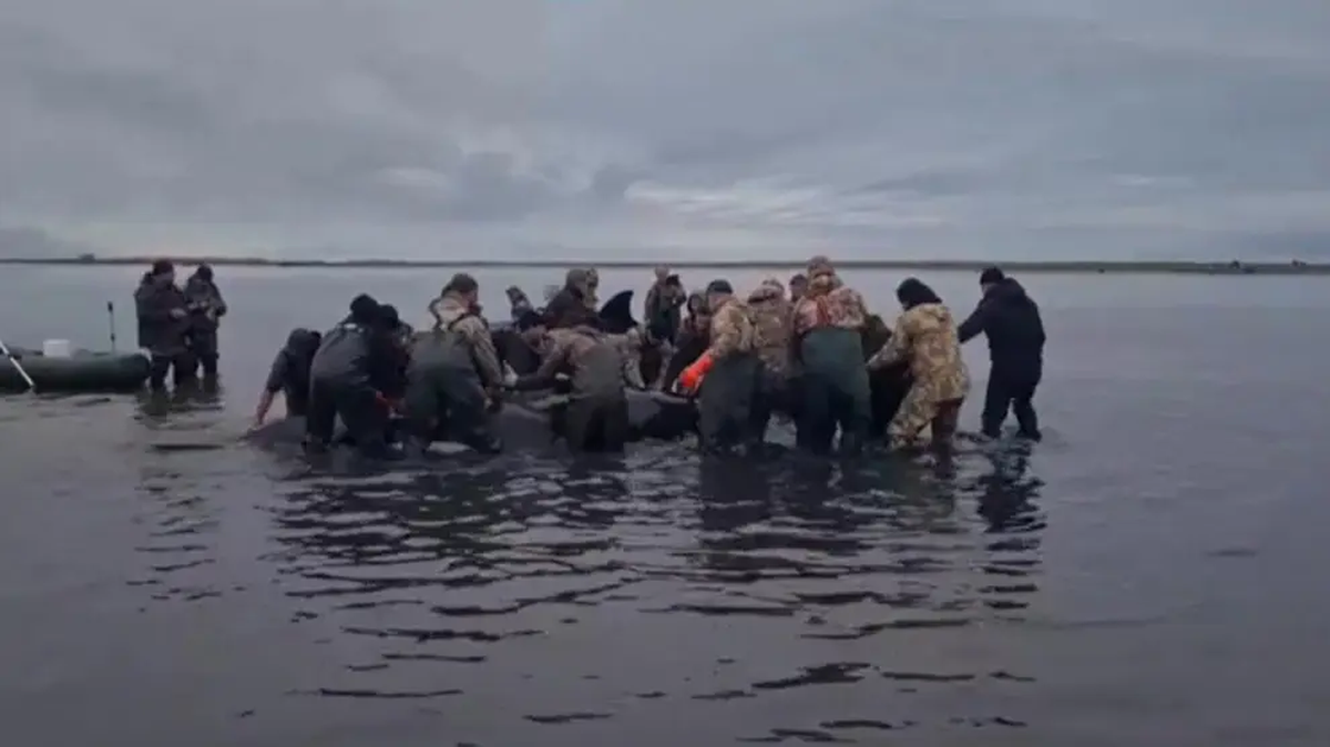 Al menos 30 rescatistas y voluntarios intentan empujar a las orcas. Al menos 30 rescatistas y voluntarios intentan empujar a las orcas.