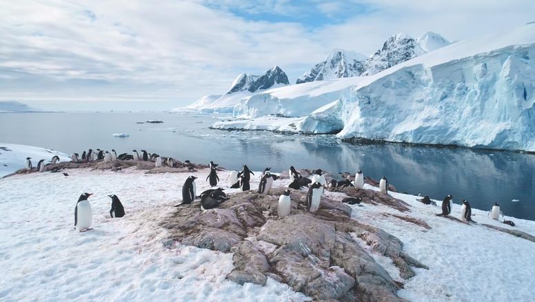Antártida: lanzaron dos tours inéditos para visitar el continente blanco