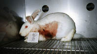 Un proyecto busca terminar con la crueldad animal.