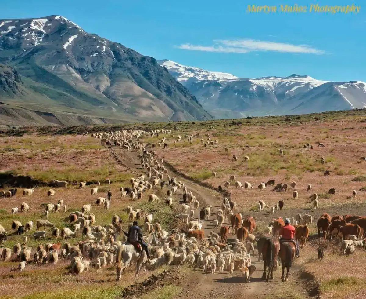 Los increínles arreos en el Norte Neuquino. Foto: Martín Muñoz.