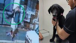 Maltrato animal de un dueño a su perra.