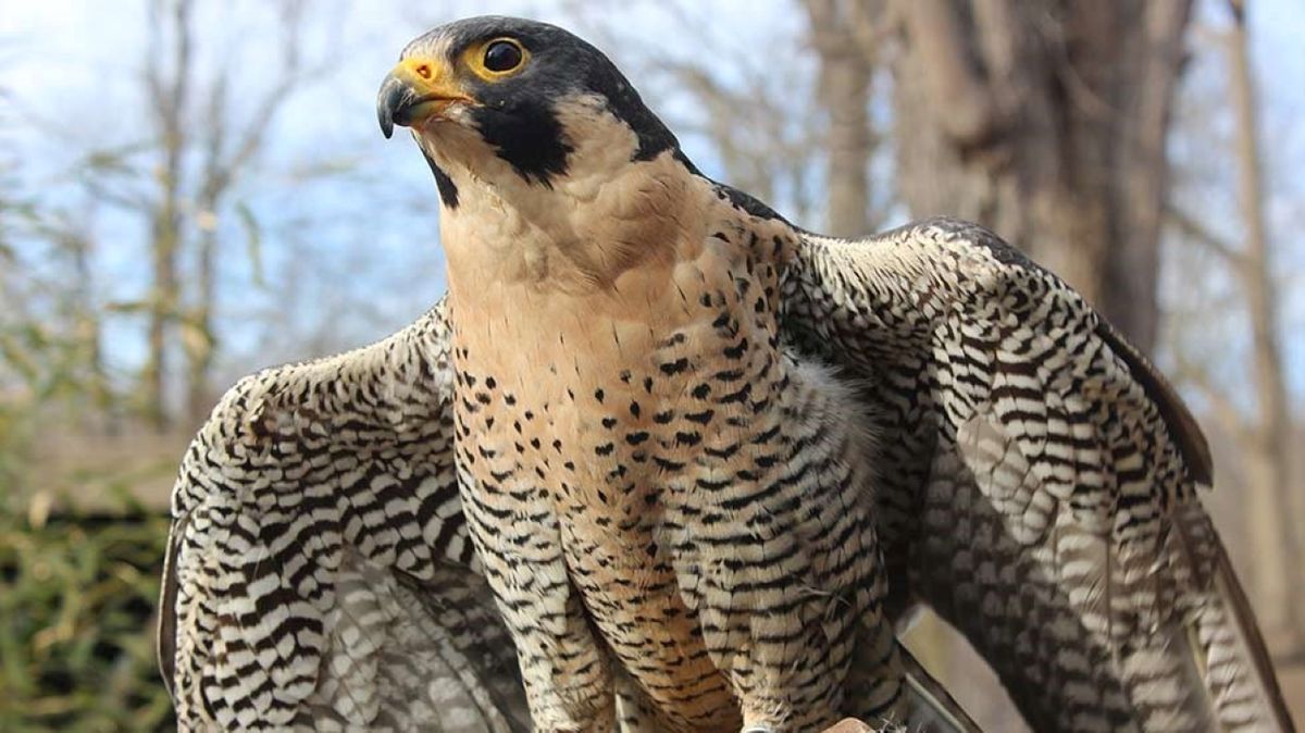 Este San Valentín, podés homenajear a tu ex y de paso ayudar a los animales. Win-win: ellos te ayudan a superarlo y vos les das una mano con tu donación.