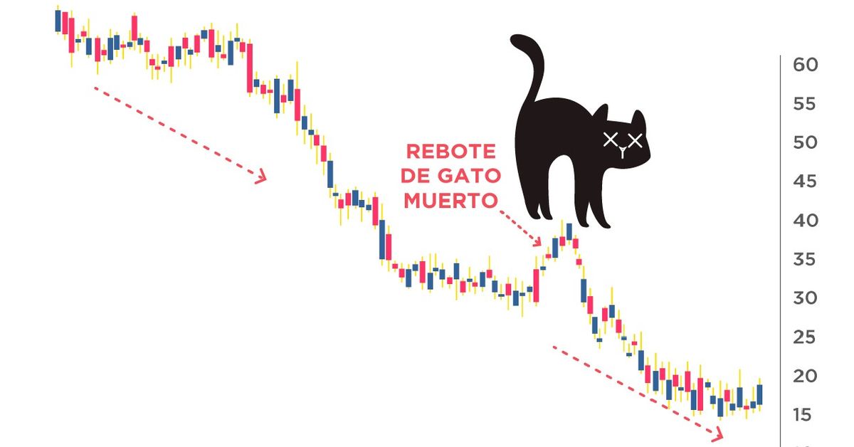 Gato muerto. Gato muerto.