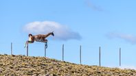 Miles de guanacos mueren por año atrapados en los alambrados de la Patagonia. Las petroleras y mineras preparan un bloqueo acofriendly. Miles de guanacos mueren por año atrapados en los alambrados de la Patagonia. Las petroleras y mineras preparan un bloqueo acofriendly.