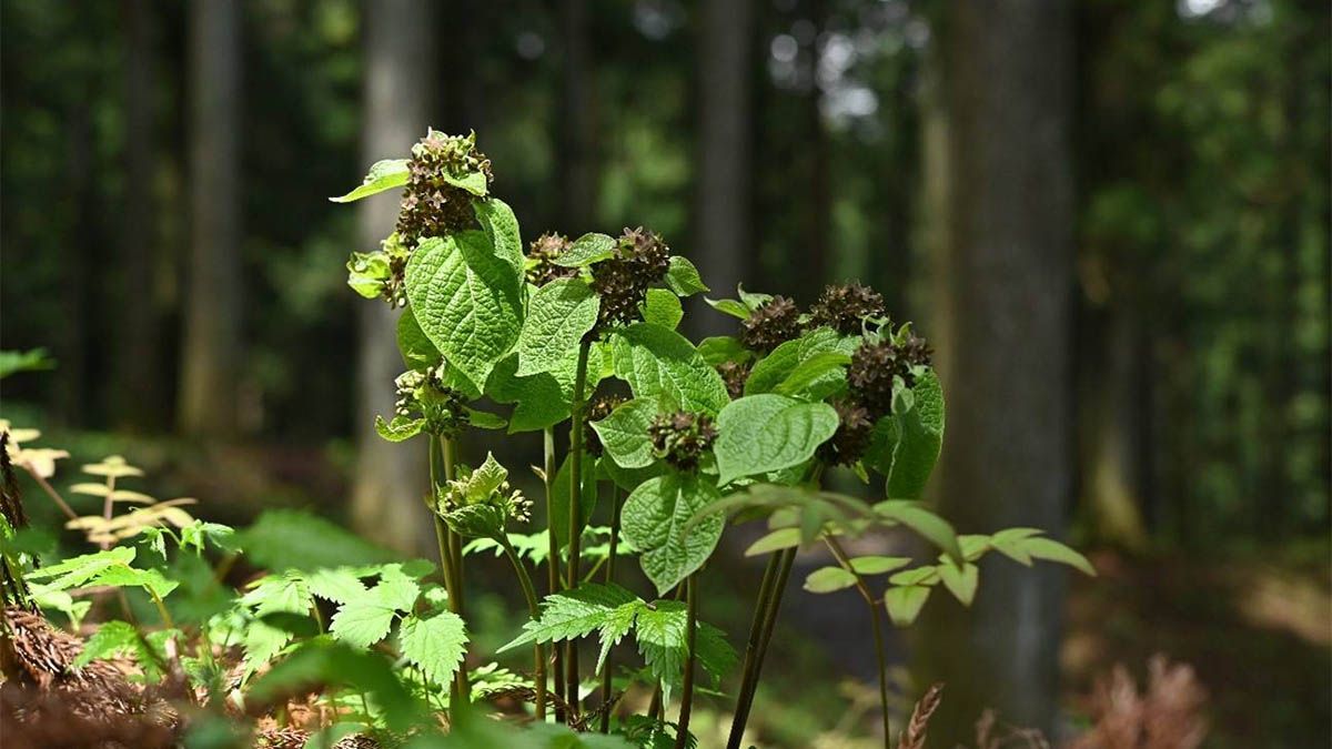 Un grupo de científicos creó las denominadas “Plantas Centinela” que apunta a la detección temprana de plagas que avisan con luz al ser infectadas. Un grupo de científicos creó las denominadas “Plantas Centinela” que apunta a la detección temprana de plagas que avisan con luz al ser infectadas.