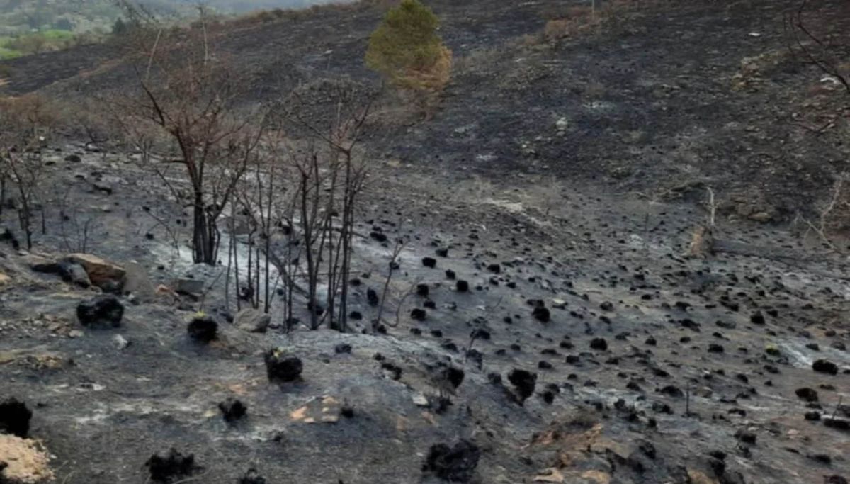La provincia de Chubut fue beneficiada con la declaración deemergencia agropecuaria por 1 año a raíz de los incendios en Departamento de Cushamen.