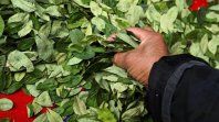 Losdiputados nacionales Jorge Rizzotti y María Inés Zigarán impulsan un proyectode ley para legalizar las hojas de coca en Jujuy y Salta. Losdiputados nacionales Jorge Rizzotti y María Inés Zigarán impulsan un proyectode ley para legalizar las hojas de coca en Jujuy y Salta.