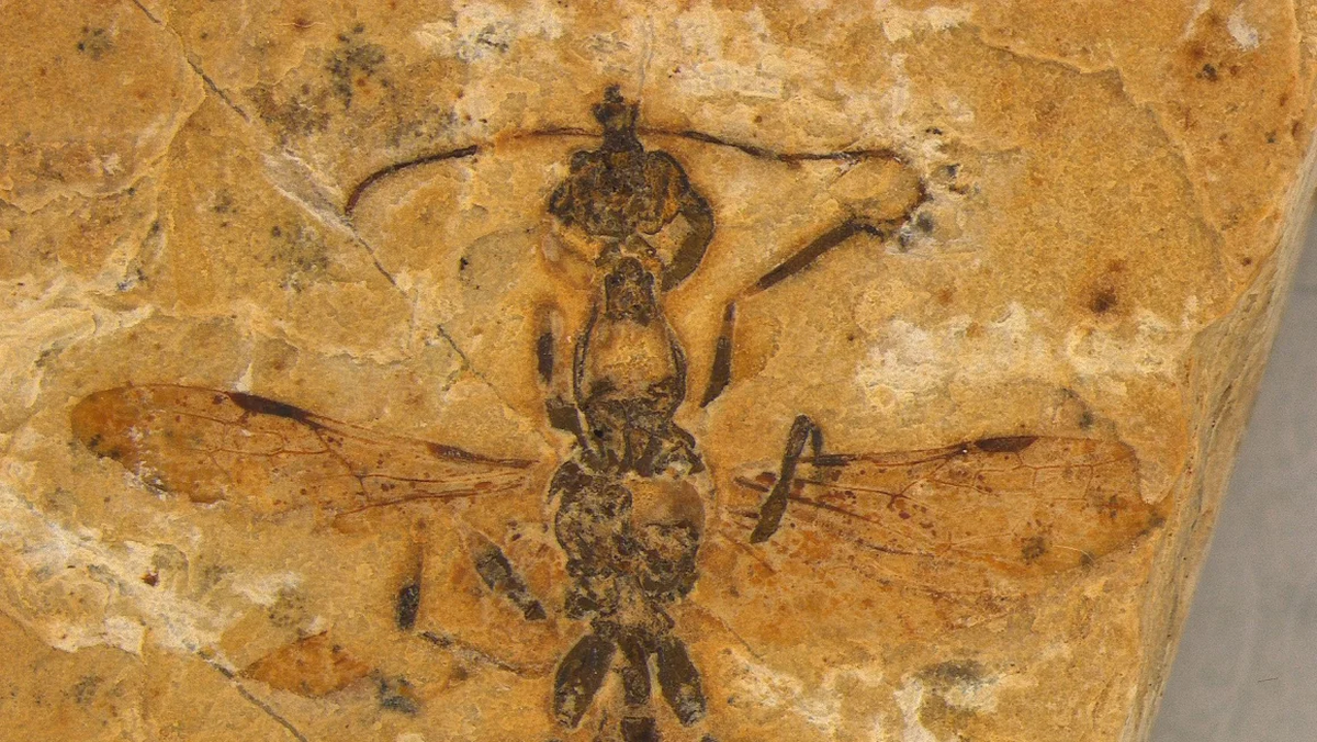 En un museo brasileño, se descubrió casi por accidente un fósil de hormiga de 113 millones de años con unas mandíbulas mortales. Este hallazgo extiende en 10 millones de años el registro fósil de las hormigas. En un museo brasileño, se descubrió casi por accidente un fósil de hormiga de 113 millones de años con unas mandíbulas mortales. Este hallazgo extiende en 10 millones de años el registro fósil de las hormigas.