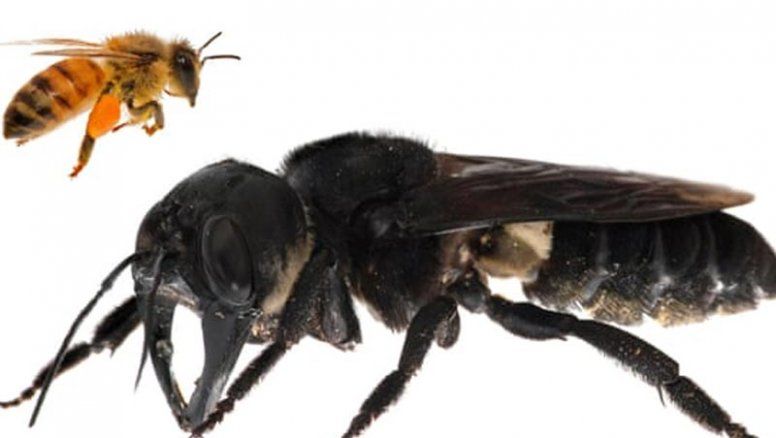 Redescubren a la abeja más grande del mundo, que se creía extinguida