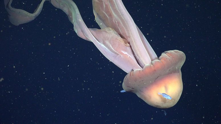 Esta medusa gigante en el Mar Argentino deja a la ciencia impactada