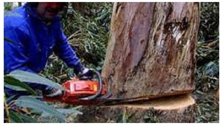 Madereros exigen un aumento de emergencia