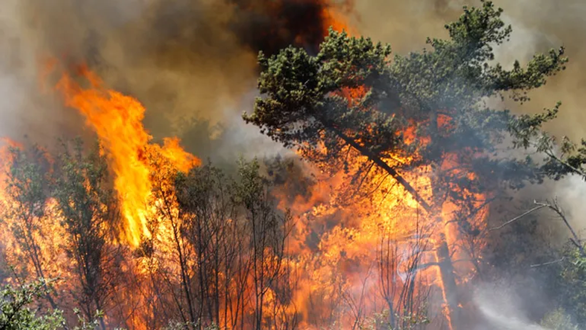 Por los incendios forestales decretaron el toque de queda en Chile.