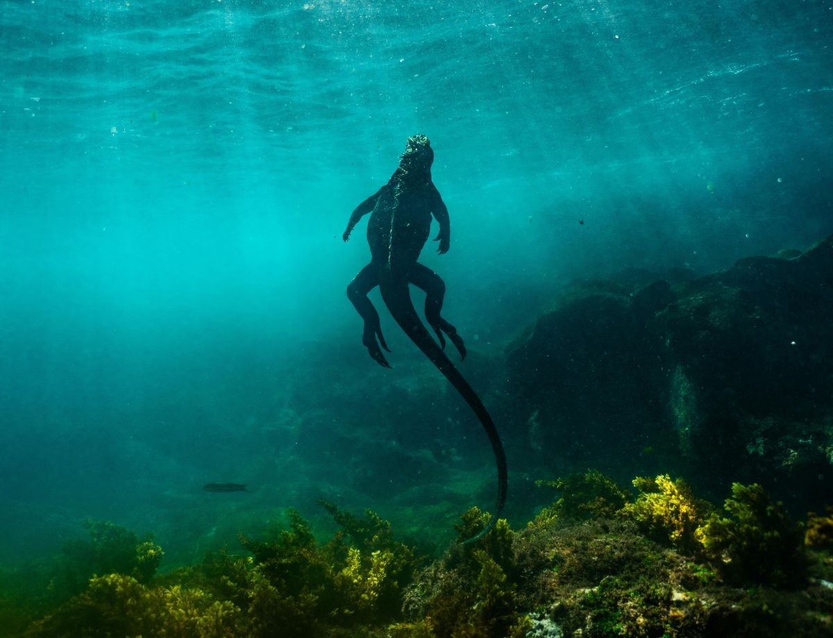 Las Islas Galápagos, el único lugar del mundo donde las iguanas se sumergen y se alimentan bajo el mar. Las Islas Galápagos, el único lugar del mundo donde las iguanas se sumergen y se alimentan bajo el mar.