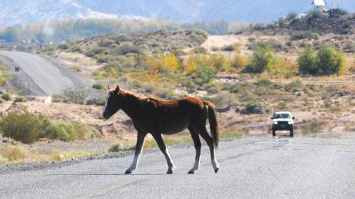 Conmoción en ruta 11: Caballos sueltos y joven en estado crítico