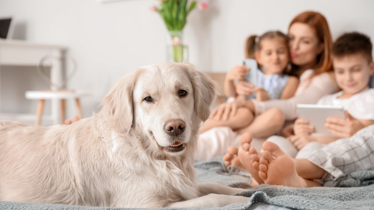 La adopción es un acto de amor que puede cambiar el mundo del perro para siempre. Ellos no nos miden por nuestras riquezas, nuestra inteligencia o nuestra belleza, sino por el amor y la responsabilidad que les tengamos. La adopción es un acto de amor que puede cambiar el mundo del perro para siempre. Ellos no nos miden por nuestras riquezas, nuestra inteligencia o nuestra belleza, sino por el amor y la responsabilidad que les tengamos.