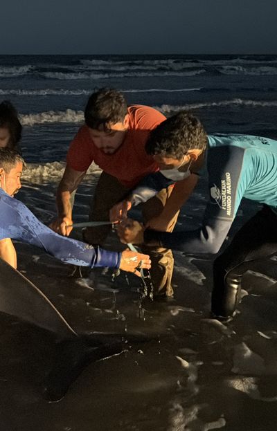 Todos lloramos con este video del rescate en Argentina de un animal que rara vez se ve en el mundo