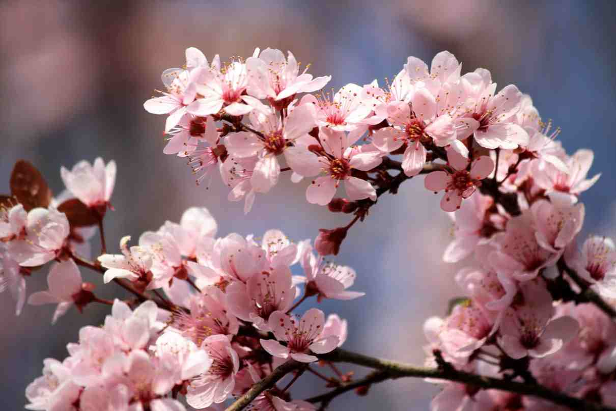 La rama del ciruelo anticipa la primavera: El Servicio Meteorológico Nacional (SMN) pronosticó las condiciones climáticas para la última semana del invierno, previa al inicio de la primavera, caracterizada por días nublados y escasas lluvias en la mayoría del país. La rama del ciruelo anticipa la primavera: El Servicio Meteorológico Nacional (SMN) pronosticó las condiciones climáticas para la última semana del invierno, previa al inicio de la primavera, caracterizada por días nublados y escasas lluvias en la mayoría del país. 