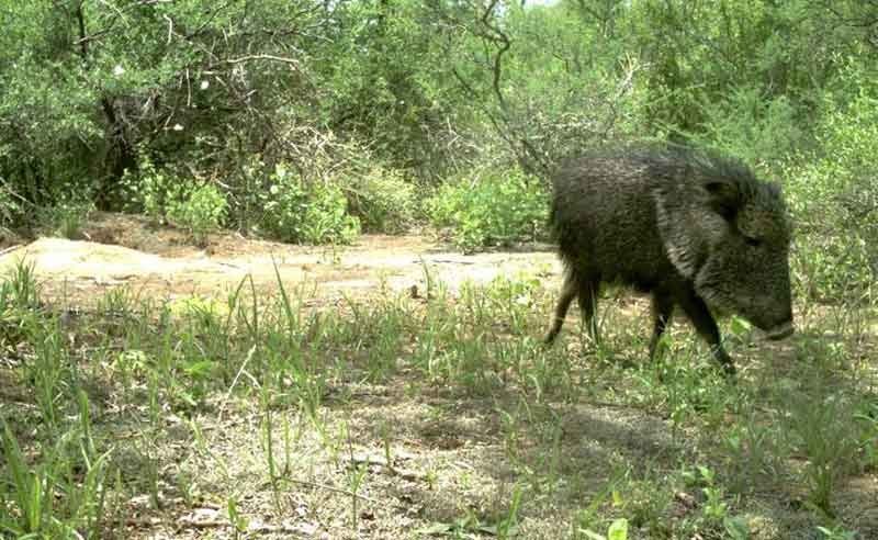 El Gran Chaco americano 1 de los 11 lugares m s deforestados del