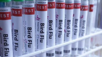 Preocupación global por el avance de la gripe aviar. Preocupación global por el avance de la gripe aviar.