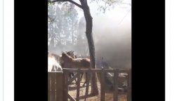 Desde el refugio equino acusan a Juan Grabois de enviar a militantes a apretar a los rescatistas.