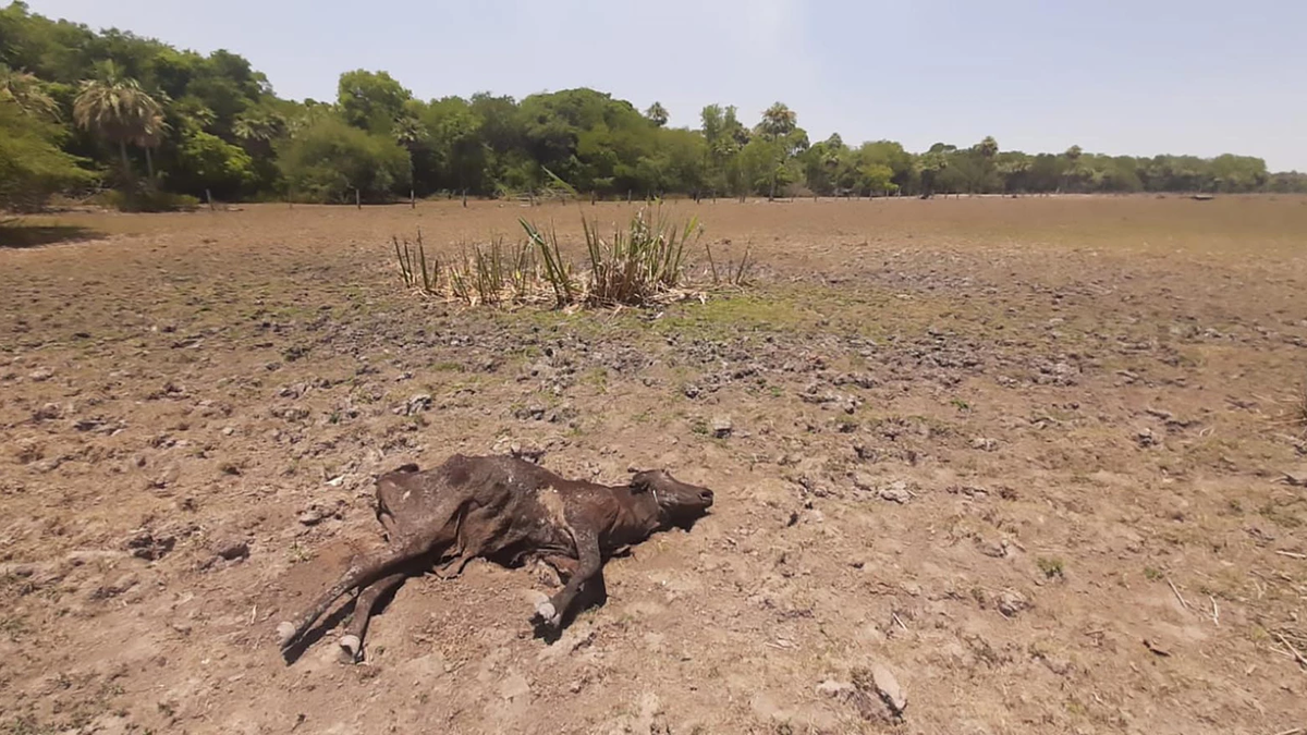 La ganadería de cría es la más afectada por la sequía en Santa Fe. La ganadería de cría es la más afectada por la sequía en Santa Fe.