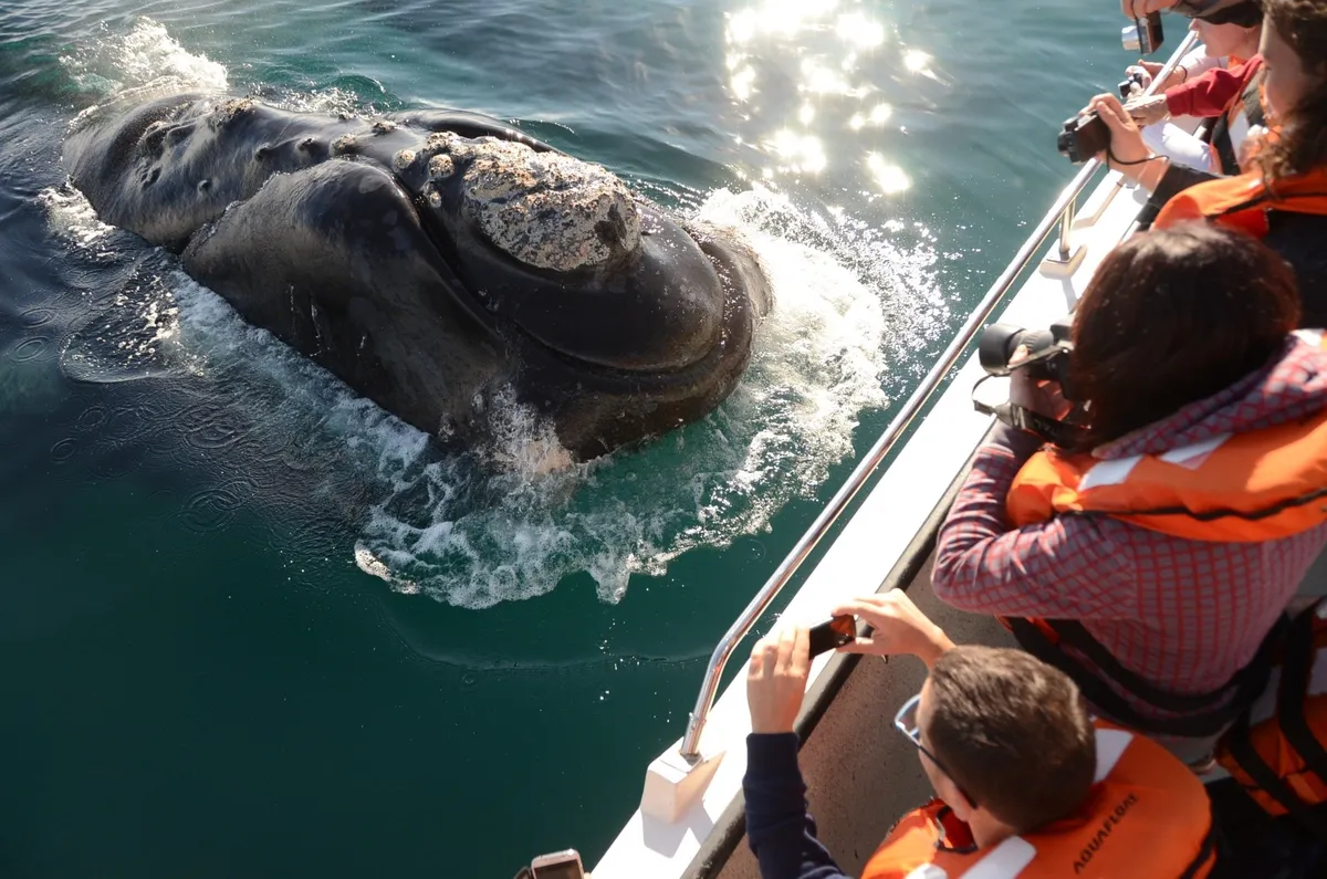 Ideal para viajar en la temporada alta donde las ballenas se encuentran en la costa.