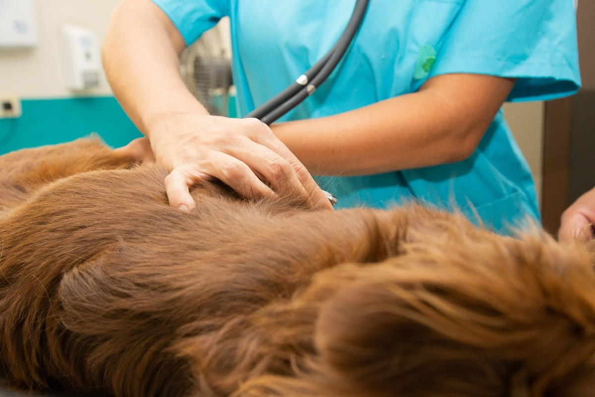 La castración reduce la sobrepoblación animal, previene enfermedades como cáncer de mama y de próstata, infecciones uterinas y embarazos psicológicos, y evita conductas agresivas, mejorando la calidad de vida de las mascotas. La castración reduce la sobrepoblación animal, previene enfermedades como cáncer de mama y de próstata, infecciones uterinas y embarazos psicológicos, y evita conductas agresivas, mejorando la calidad de vida de las mascotas.