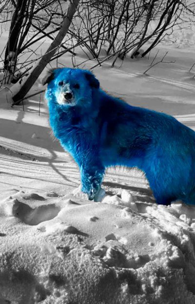 Aparecieron perros con pelaje azul en Chernobyl y nadie puede explicarlo