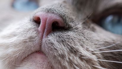 La ciencia confirma que los gatos distinguen a sus dueños solo con el olfato