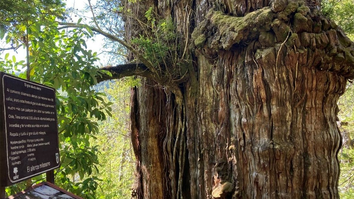 Argentina es el pa&iacute;s que posee en La Patagonia el segundo &aacute;rbol m&aacute;s antiguo del mundo y sobrevive en un rinc&oacute;n protegido de Chubut inaccesible por tierra firme.