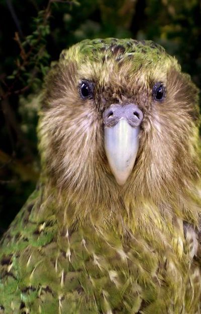 La ciencia ha tratado de salvar a estas raras (y adorables) aves: Hay buenas noticias