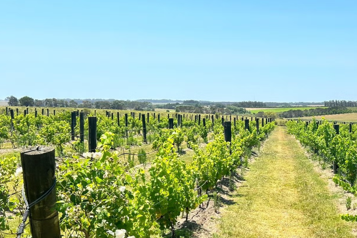 Los 3 mejores tours de vinos para hacer en Argentina, Chile y Uruguay