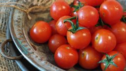 Los tomates son una excelente fruta para cosechar en casa.