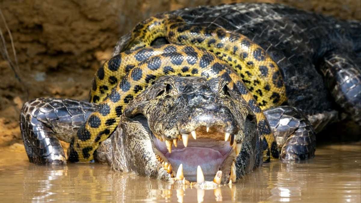 Fotógrafo capturó increíble lucha entre caimán y anaconda