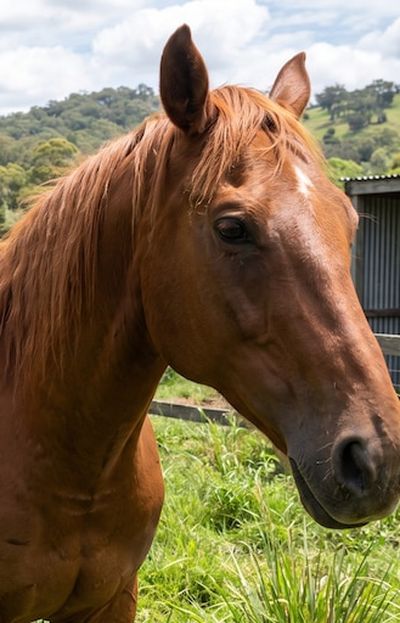 Australia busca voluntarios para cuidar caballos en 2027 con alojamiento y tours gratis