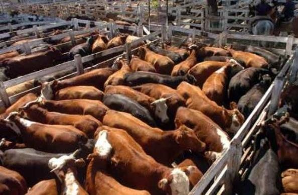 Alarma desde el Mercado de Liniers por el aumento de la carne de novillo